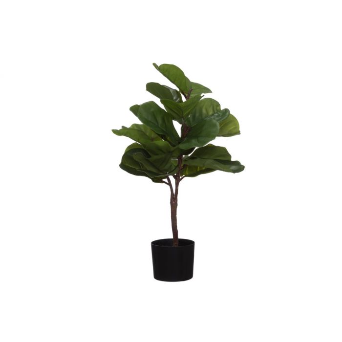 Tekokokasvi Lyyraviikuna ruukussa 80 cm