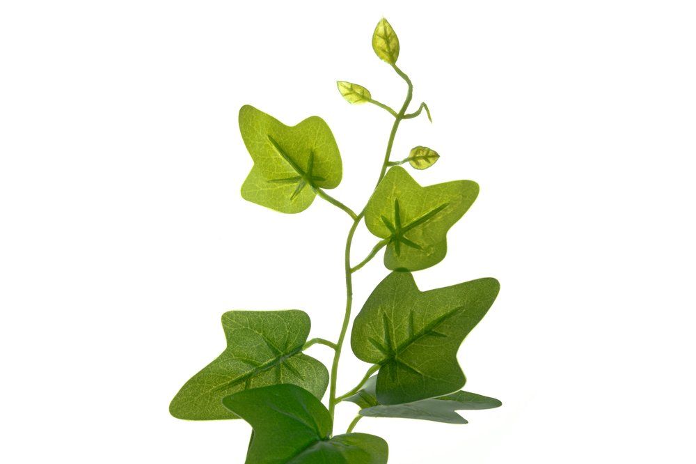 Tekokasvi Muratti isolehtinen ruukussa 80 cm