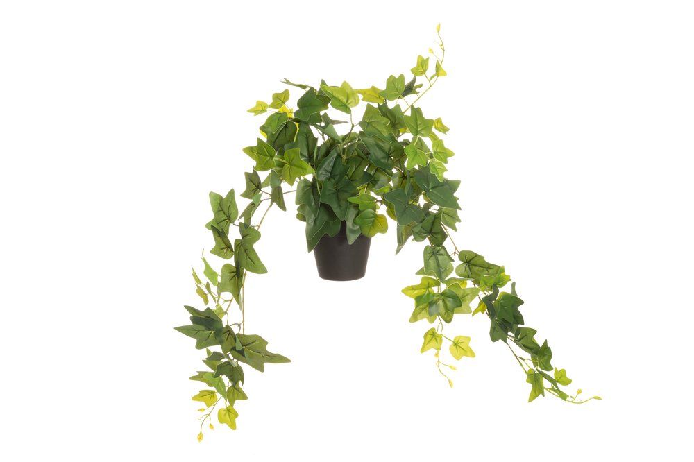 Tekokasvi Muratti isolehtinen ruukussa 80 cm